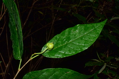 Triadica cochinchinensis