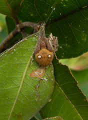 Hortophora