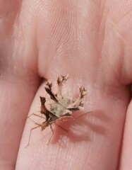 Pephricus