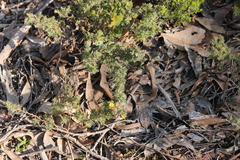 Pultenaea involucrata
