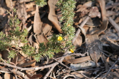 Pultenaea involucrata