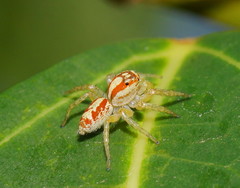 Cytaea alburna