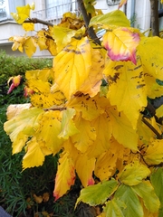 Parrotia persica