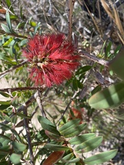 Melaleuca hypericifolia