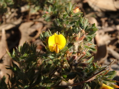 Pultenaea involucrata