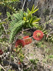 Melaleuca hypericifolia