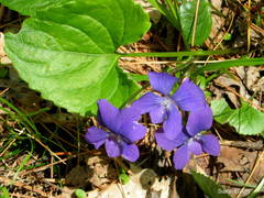 Viola septentrionalis