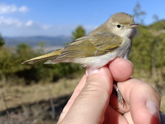 Phylloscopus bonelli