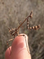 Empusa fasciata