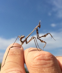 Empusa fasciata