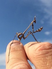 Empusa fasciata