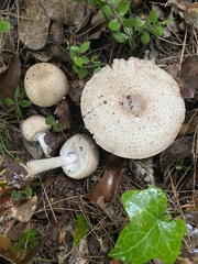 Agaricus phaeolepidotus
