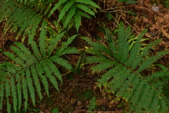 Pentarhizidium orientale