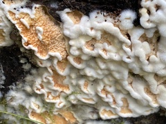 Leucogyrophana mollusca