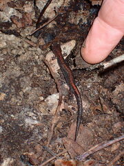 Plethodon angusticlavius