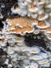 Leucogyrophana mollusca