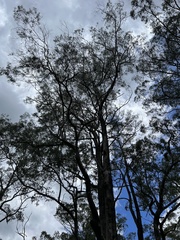 Eucalyptus quadrangulata