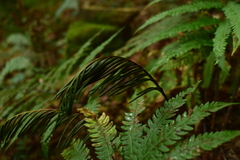 Pentarhizidium orientale