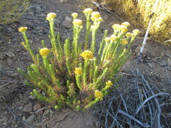 Pteronia fasciculata