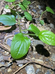 Hackelia latifolia