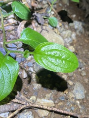 Hackelia latifolia
