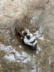Beauveria bassiana