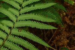 Pentarhizidium orientale