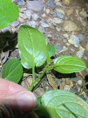 Hackelia latifolia
