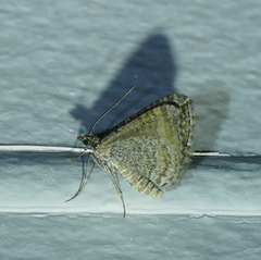Perizoma custodiata