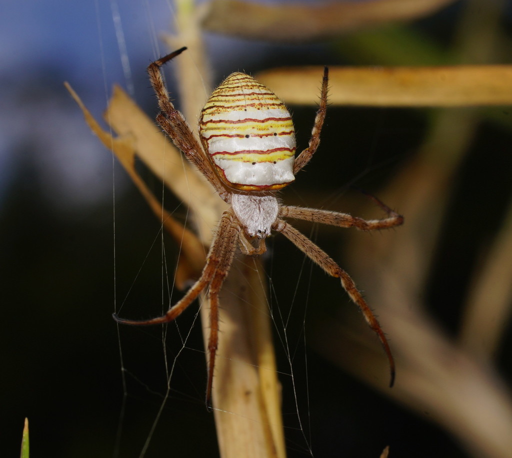 Magnificent Saint Andrew's Cross Spider
