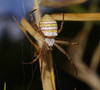 Magnificent Saint Andrew's Cross Spider - Photo (c) Reiner Richter, some rights reserved (CC BY-NC-SA), uploaded by Reiner Richter