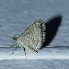 Perizoma custodiata