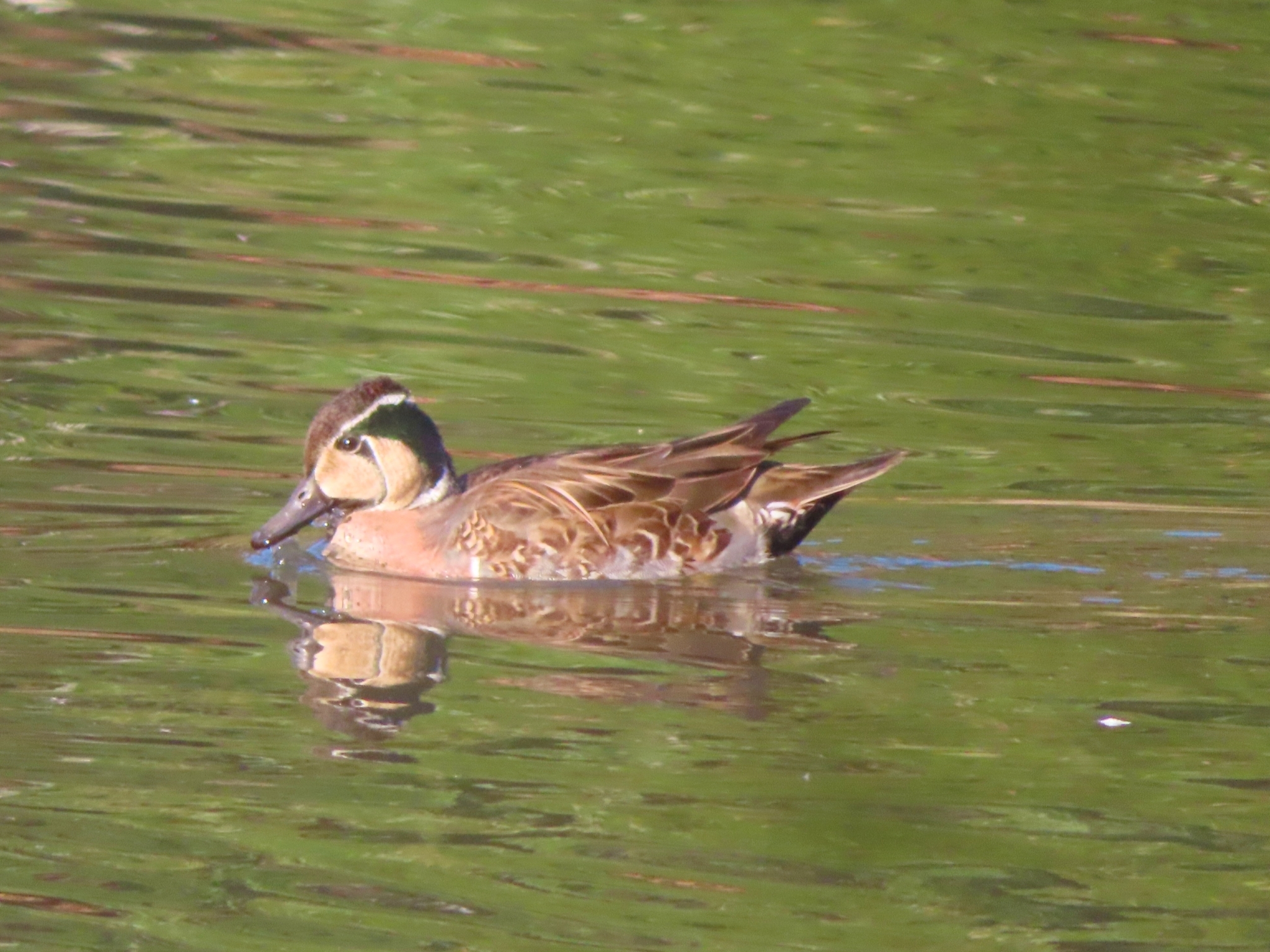 Baikal Teal