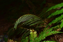 Pentarhizidium orientale