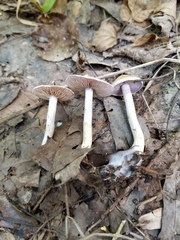 Cortinarius anocorium