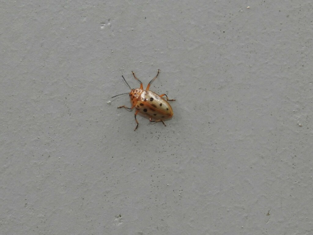 Neopriotelus orphanus