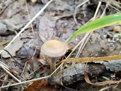 Cortinarius anocorium