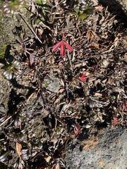 Sibbaldiopsis tridentata