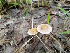 Cortinarius anocorium