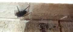 Amaurobius ferox