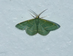 Chlorochlamys phyllinaria