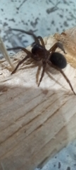 Amaurobius ferox