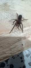 Amaurobius ferox