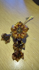 Ruschia klipbergensis