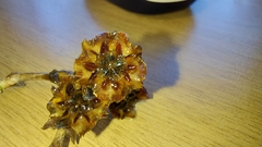 Ruschia klipbergensis