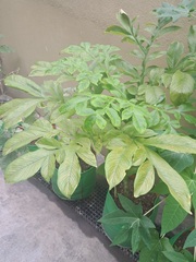 Jatropha gossypiifolia