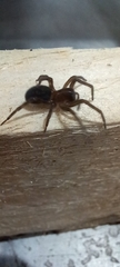 Amaurobius ferox