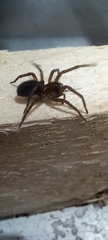 Amaurobius ferox