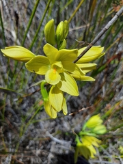 Orthochilus tabularis