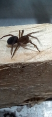 Amaurobius ferox